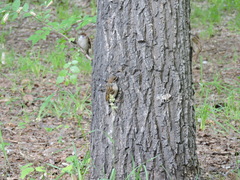 Passer montanus