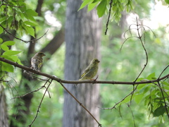 Chloris chloris