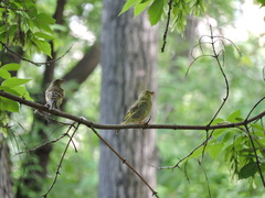 Chloris chloris