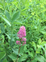 Spiraea splendens splendens