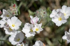 Convolvulus lanuginosus