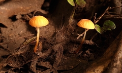 Marasmius berteroi