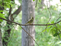 Chloris chloris