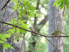Chloris chloris