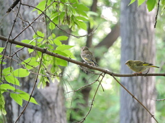 Chloris chloris