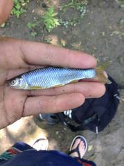 Cyprinella spiloptera