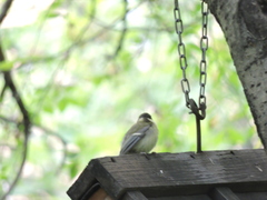 Parus major