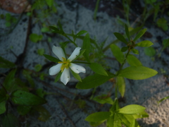 Sabatia calycina