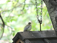 Parus major