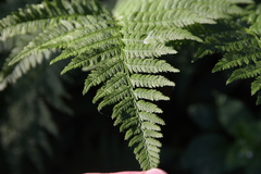 Dryopteris carthusiana