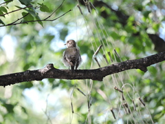 Ficedula hypoleuca