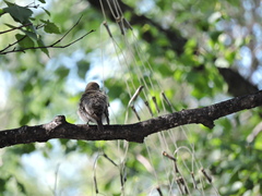 Ficedula hypoleuca
