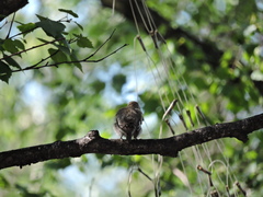 Ficedula hypoleuca