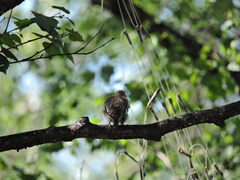 Ficedula hypoleuca