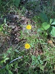Krigia dandelion