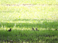 Turdus pilaris