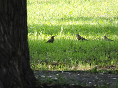 Turdus pilaris