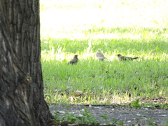 Turdus pilaris