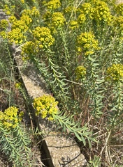 Euphorbia cyparissias