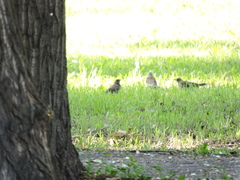 Turdus pilaris