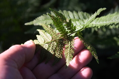 Dryopteris carthusiana