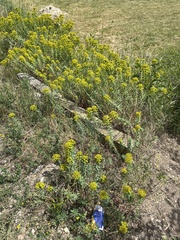 Euphorbia cyparissias