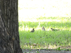 Turdus pilaris