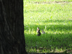 Turdus pilaris