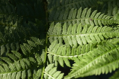 Dryopteris carthusiana