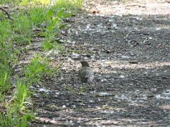 Turdus pilaris