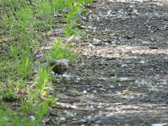 Turdus pilaris