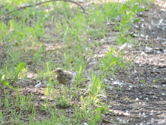 Turdus pilaris