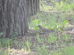 Turdus pilaris