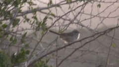 Rhynchospiza strigiceps