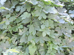 Humulus lupulus