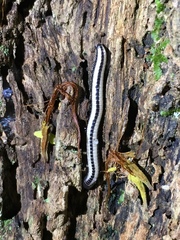 Spirobolellus immigrans