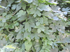 Humulus lupulus