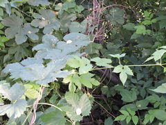 Humulus lupulus