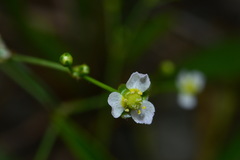 Alisma canaliculatum