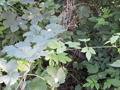Humulus lupulus