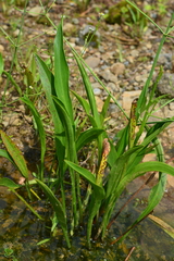 Alisma canaliculatum