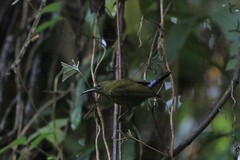 Kurochkinegramma hypogrammicum