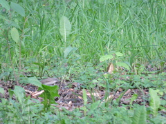 Curruca curruca