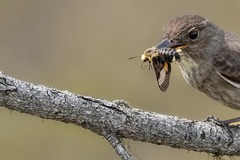 Proserpinus flavofasciata