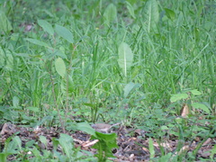 Curruca curruca
