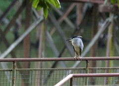 Nycticorax nycticorax