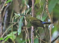 Kurochkinegramma hypogrammicum