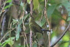 Kurochkinegramma hypogrammicum