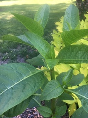 Phytolacca americana