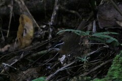 Pellorneum capistratum